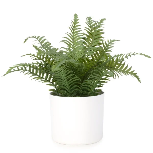 Attitudes Import 2 Large Fern In White Pot* Arrangements