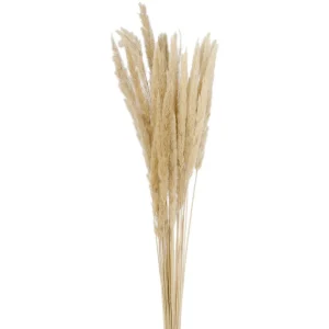 Attitudes Import 2 Natural Pampas Bouquet* Dried Stems & Flowers