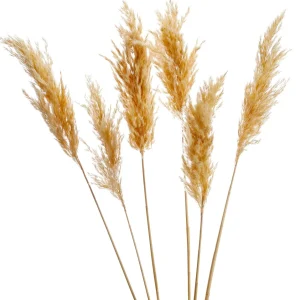 Gift Craft Natural Pampas Steams - 28"* Dried Stems & Flowers