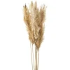 Gift Craft Natural Pampas Steams - 38"* Dried Stems & Flowers