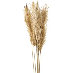 Gift Craft Natural Pampas Steams - 38"* Dried Stems & Flowers