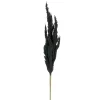 Attitudes Import 2 Pampa Stem - Black* Dried Stems & Flowers
