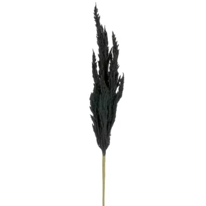 Attitudes Import 2 Pampa Stem - Black* Dried Stems & Flowers