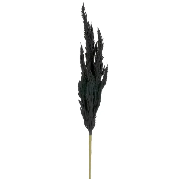 Attitudes Import 2 Pampa Stem - Black* Dried Stems & Flowers