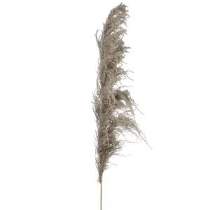 Attitudes Import Pampa Stem - Dark* Dried Stems & Flowers