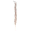 Attitudes Import 2 Pampa Stem - Natural* Dried Stems & Flowers