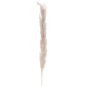 Attitudes Import 2 Pampa Stem - Natural* Dried Stems & Flowers