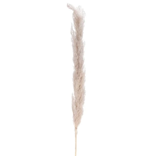 Attitudes Import 2 Pampa Stem - Natural* Dried Stems & Flowers