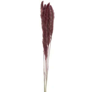Attitudes Import 2 Pampas Set - Burgundy* Dried Stems & Flowers