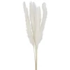Attitudes Import 2 Pampas Set - Cream* Dried Stems & Flowers