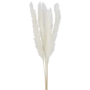 Attitudes Import 2 Pampas Set - Cream* Dried Stems & Flowers