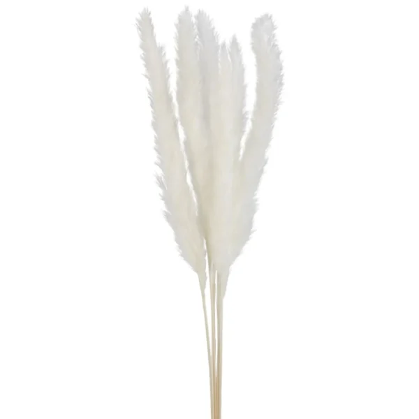 Attitudes Import 2 Pampas Set - Cream* Dried Stems & Flowers