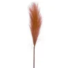 Attitudes Import 2 Pampas Stem - Rusty* Dried Stems & Flowers