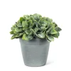 Abbott Philodendron Cement Pot* Arrangements