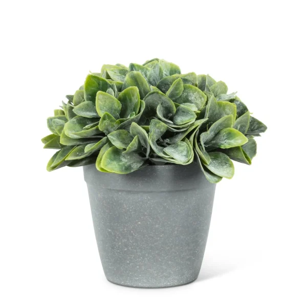 Abbott Philodendron Cement Pot* Arrangements