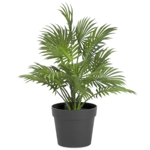 Attitudes Import Plant In Black Pot* Arrangements