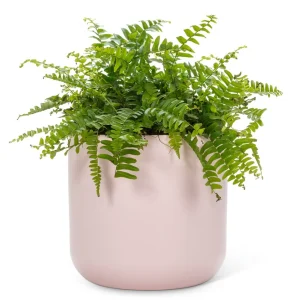 Abbott Planter - Pink Pastel* Vases & Pots