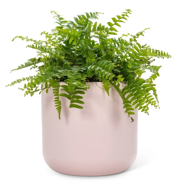 Abbott Planter - Pink Pastel* Vases & Pots