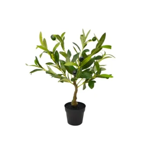 Nostalgia Import Potted Olive Tree - Black* Arrangements