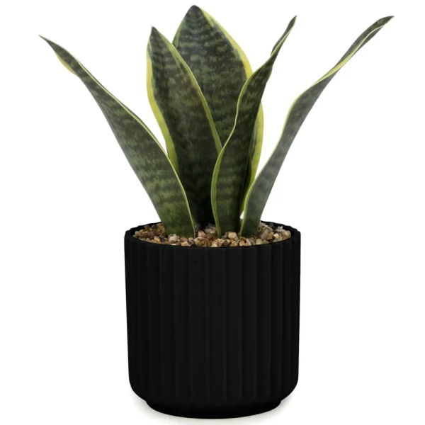 Attitudes Import 2 Sansevieria - Black Pot* Arrangements