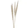Attitudes Import 2 Set Of 6 Feather Stems - Beige* Dried Stems & Flowers