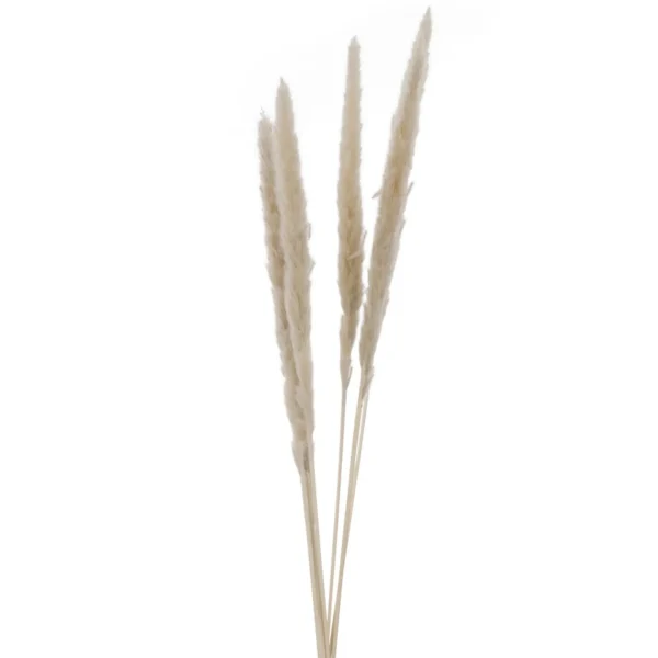 Attitudes Import 2 Set Of 6 Feather Stems - Beige* Dried Stems & Flowers