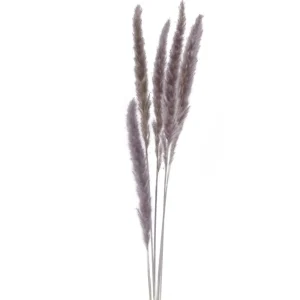 Attitudes Import 2 Set Of 6 Feather Stems - Taupe* Dried Stems & Flowers