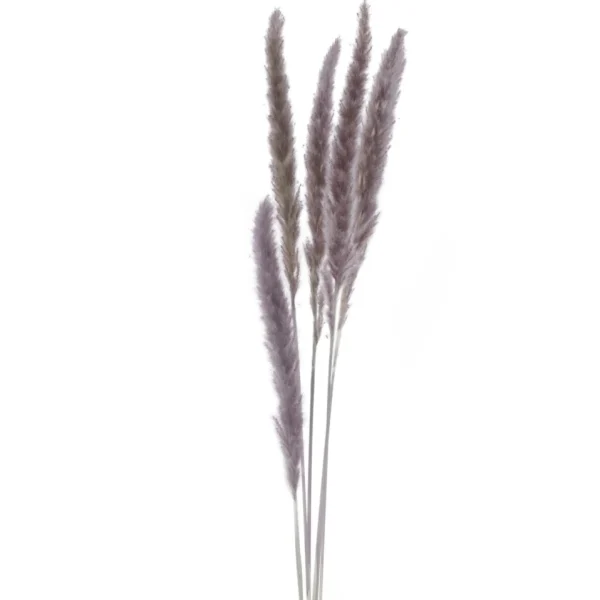 Attitudes Import 2 Set Of 6 Feather Stems - Taupe* Dried Stems & Flowers