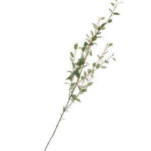 Group ADV Stem Leaf Branch* Dried Stems & Flowers