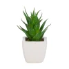 Attitudes Import Succulent In White Pot* Arrangements