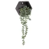 Attitudes Import Wall Planter - Black Pot* Planters
