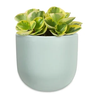 Abbott Wall Vase - Mint Green* Wall Planters