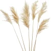 Gift Craft White Pampas Steams - 28"* Dried Stems & Flowers